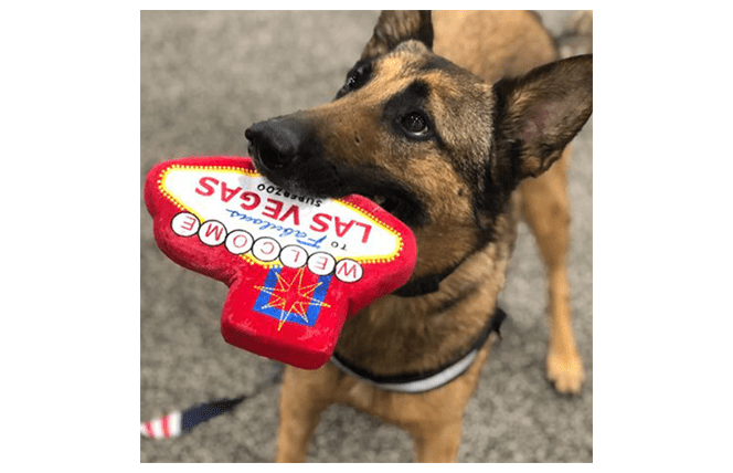 custom plush squeaky dog toy
